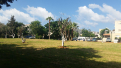 الانتهاء من إقامة الحديقة المؤقتة بجانب مدرسة الزهراء في يافا